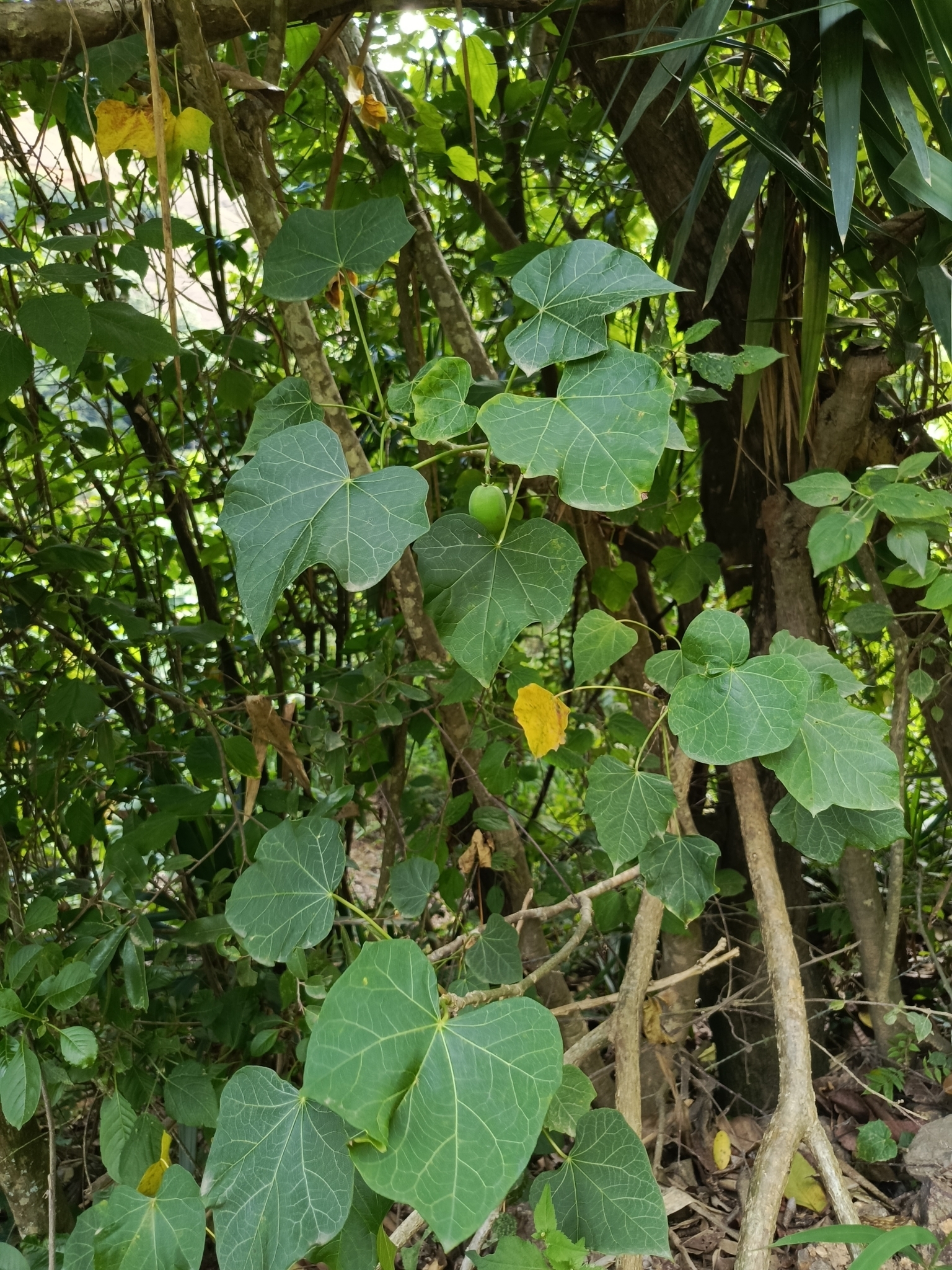 Jatropha image