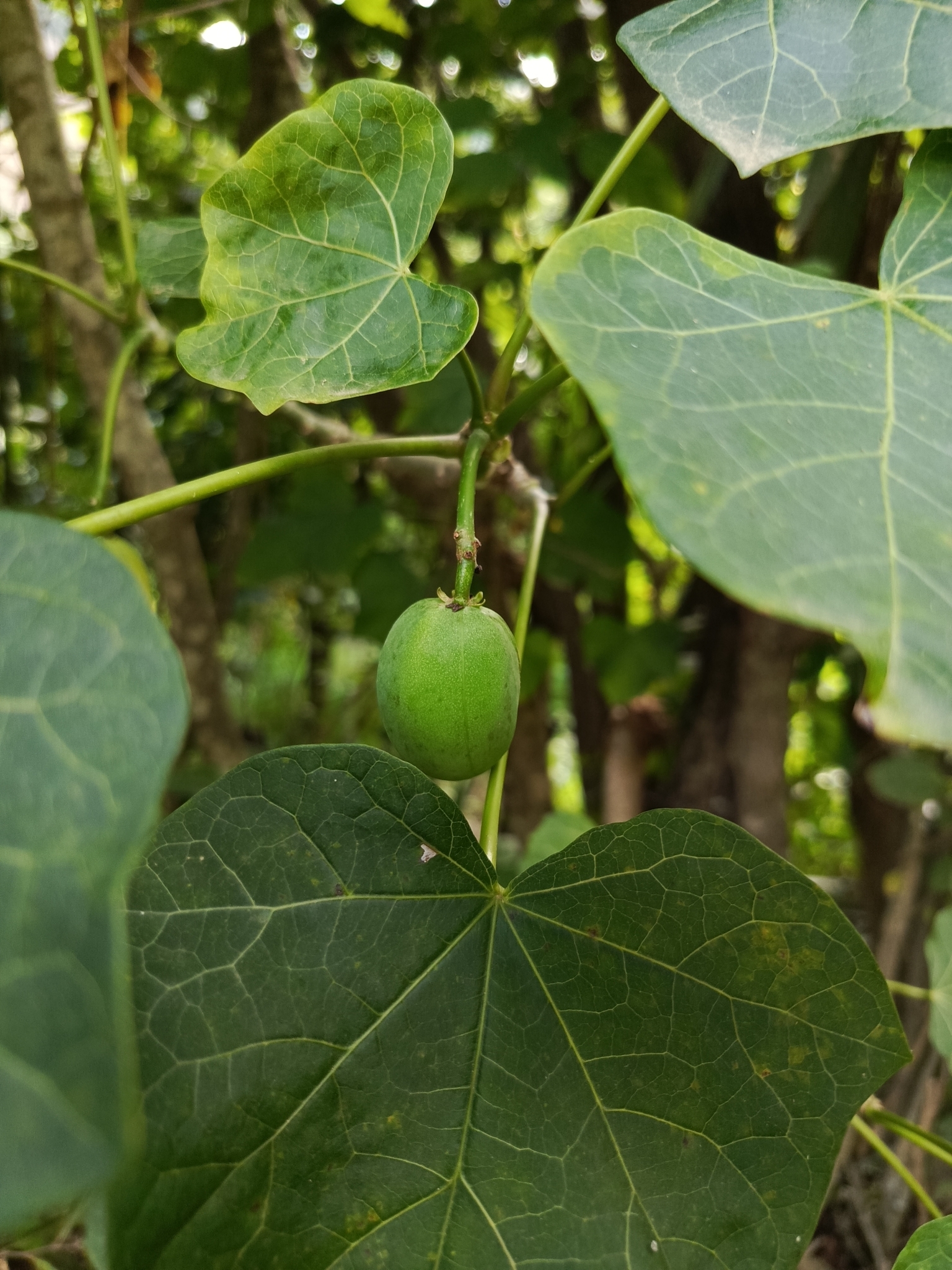 Jatropha curcas image