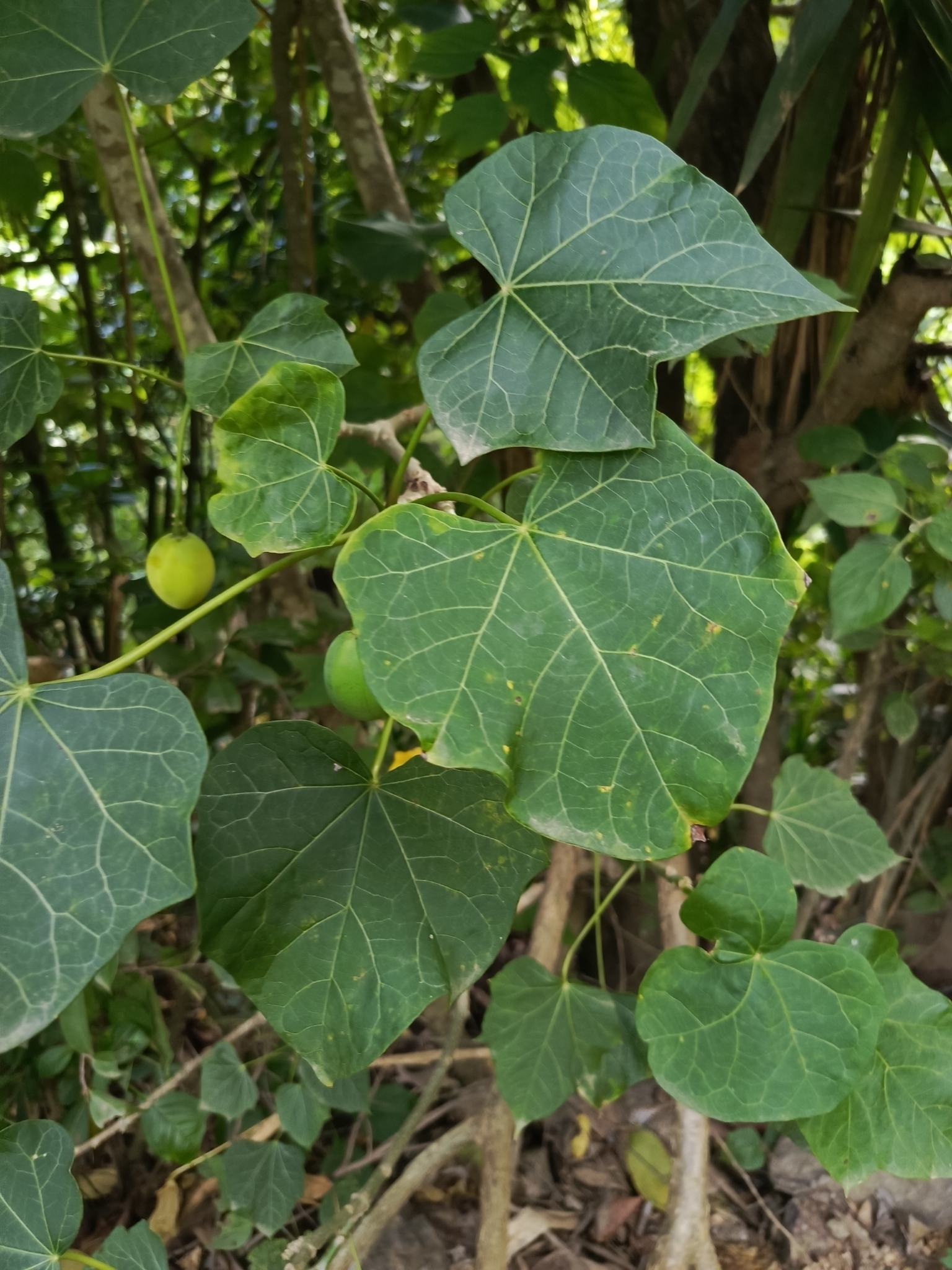 Jatropha curcas image