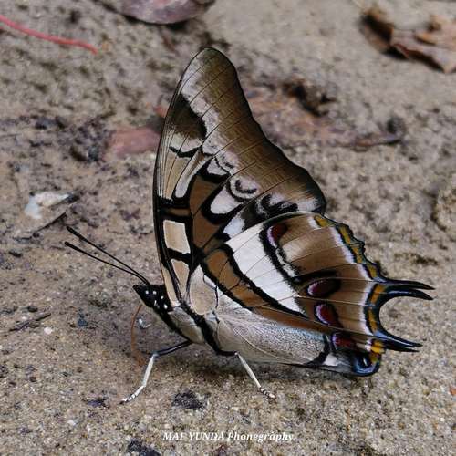 Sulawesi Blue Nawab