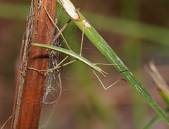 Tropidoderus childrenii