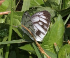 Pieris erutae