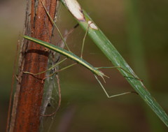 Tropidoderus childrenii