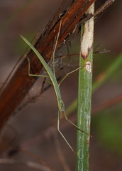 Tropidoderus childrenii