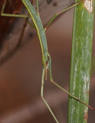 Tropidoderus childrenii