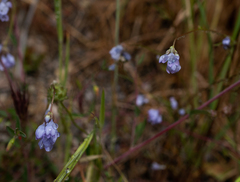 Gilia achilleifolia