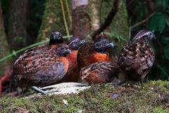 Rufous-Breasted Wood Quail photo 2