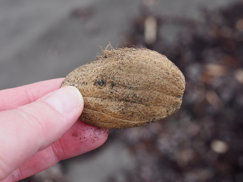 Mangifera indica - Whole tree