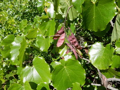 Cercis canadensis texensis