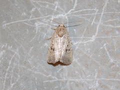 Elaphria fuscimacula