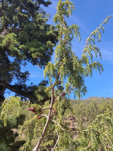 Image of Juniperus cedrus by no rights reserved