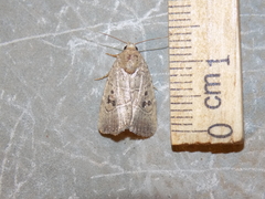 Elaphria fuscimacula