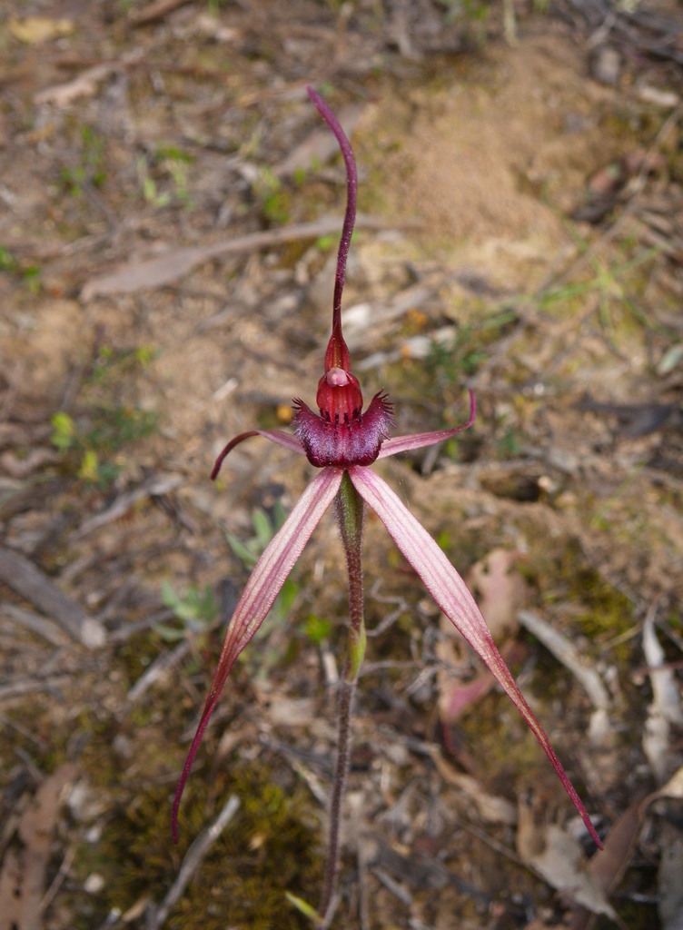 Caladenia leptoclavia