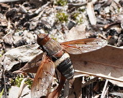 Ligyra punctipennis