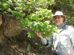 Styrax platanifolius