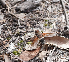 Ligyra punctipennis
