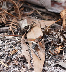 Ligyra punctipennis