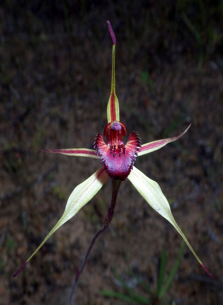 Caladenia lowanensis