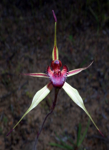 Wimmera spider orchid (Caladenia lowanensis)
