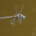 Beaverpond Baskettail - Photo (c) Cameron Eckert, some rights reserved (CC BY-NC), uploaded by Cameron Eckert