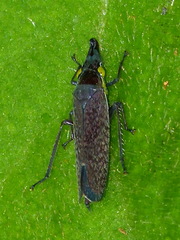 Acrobelus
