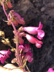 Penstemon bicolor roseus