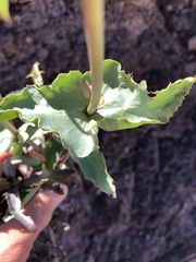 Penstemon bicolor roseus