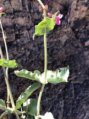 Penstemon bicolor roseus