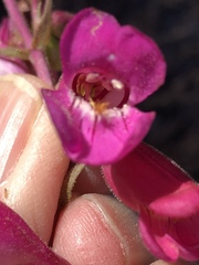 Penstemon bicolor roseus