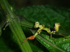 Callibia diana