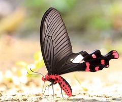 Byasa polyeuctes