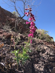 Penstemon bicolor roseus