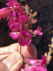 Penstemon bicolor roseus