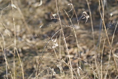 Vincetoxicum rossicum
