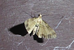 Chloroclystis sphragitis