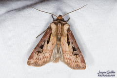 Agrotis vancouverensis