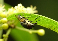 Stomorhina discolor