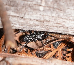 Nyssus albopunctatus