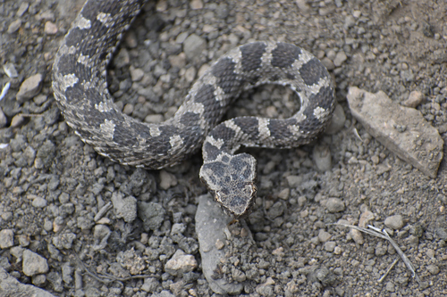 Photo of a Desert Lancehead (Bothrops pictus)