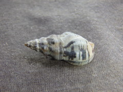 Cominella eburnea
