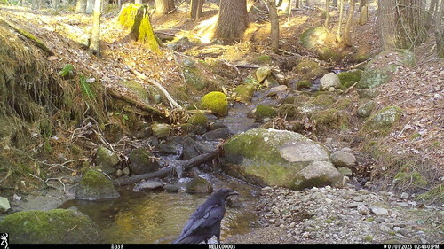 Common Raven photographed in New Hampshire
