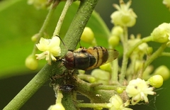 Stomorhina discolor