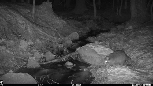 Common Raccoon photographed in New Hampshire