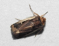 Proteuxoa tortisigna