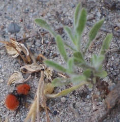 Dasymutilla californica
