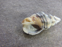 Cominella eburnea