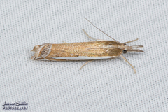 Crambus praefectellus
