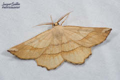 Euchlaena mollisaria