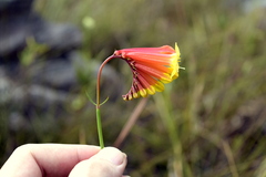 Spigelia pulchella