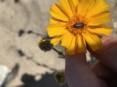 Lytta crotchii